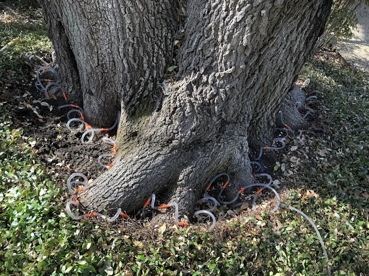 Detailed Tree Cabling and Bracing job site in Bethesda