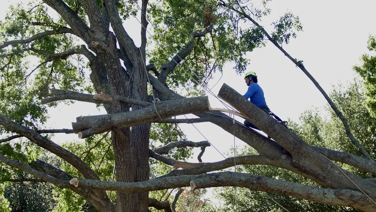 Professional Crown Thinning performed by certified arborists in Bethesda