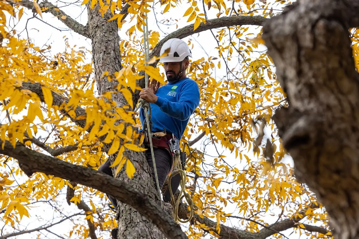 Skilled Tree Transplanting crew working in Bethesda